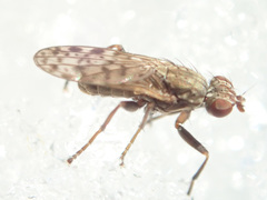 Pherbellia schoenherri