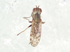 Pherbellia schoenherri