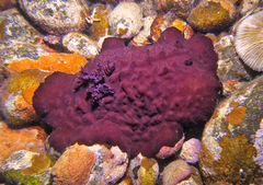 Asteronotus hepaticus