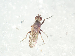 Pherbellia schoenherri