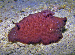 Asteronotus hepaticus