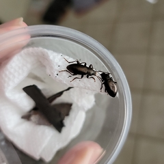 Doyenellus cisteloides