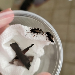 Doyenellus cisteloides