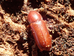 Corticeus