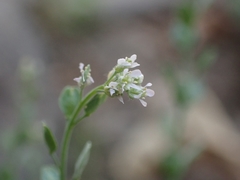 Lepidium sativum