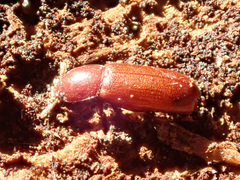 Corticeus