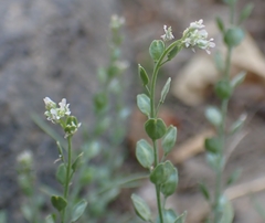 Lepidium sativum