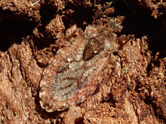 Aradus obtectus
