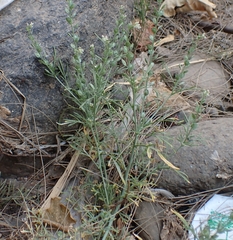 Lepidium sativum