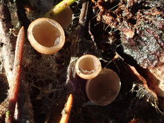 Ciboria coryli