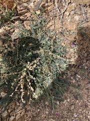 Astragalus nothoxys
