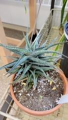 Aloe rauhii