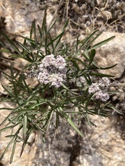 Lomatium nevadense