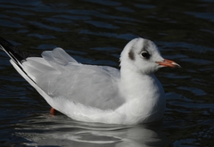 Chroicocephalus ridibundus