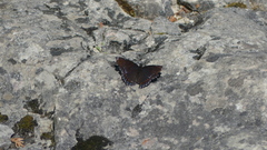 Limenitis arthemis
