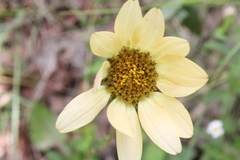 Iostephane trilobata