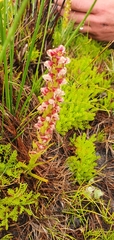 Disa obtusa