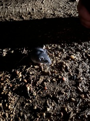 Peromyscus polionotus