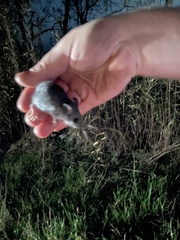 Peromyscus polionotus