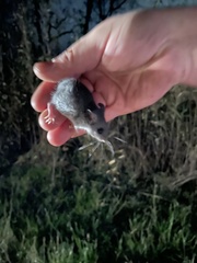 Peromyscus polionotus