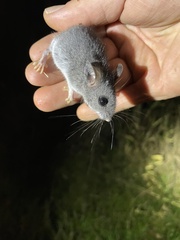 Peromyscus polionotus