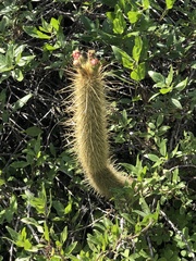 Bergerocactus emoryi