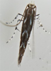 Parectopa pennsylvaniella