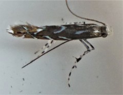 Parectopa pennsylvaniella