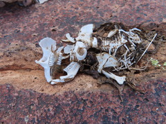 Thomomyini
