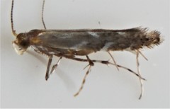 Parectopa pennsylvaniella