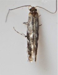 Parectopa pennsylvaniella