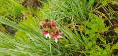 Disa albomagentea