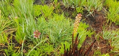 Disa albomagentea