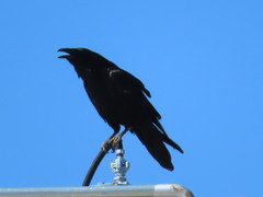 Corvus corax