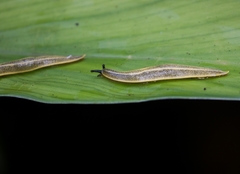 Vaginulus taunaisii