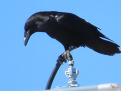 Corvus corax