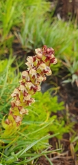 Disa obtusa