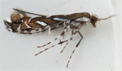 Parectopa pennsylvaniella