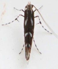 Parectopa pennsylvaniella