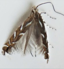 Parectopa pennsylvaniella