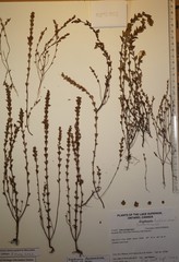 Euphrasia hudsoniana
