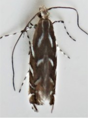 Parectopa pennsylvaniella
