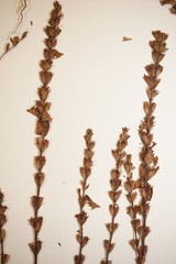 Euphrasia hudsoniana