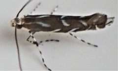 Parectopa pennsylvaniella