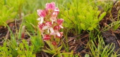 Disa albomagentea