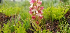 Disa albomagentea