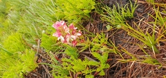 Disa albomagentea