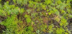 Disa albomagentea