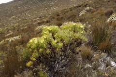 Leucadendron gandogeri × xanthoconus
