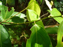 Lacistema aggregatum